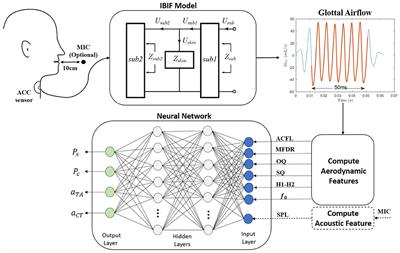 Estimation of Subglottal Pressure, Vocal Fold Collision Pressure, and Intrinsic Laryngeal Muscle Activation From Neck-Surface Vibration Using a Neural Network Framework and a Voice Production Model